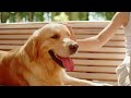 Dog TV:  Entertainment Video for Dogs • Separation Anti Anxiety & Stress Calming Music for Dogs