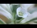Wildflower Photography with a 100-400mm Lens | Phone Macro Flower Photography
