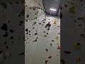 I Flashed the speed wall!