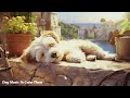 Dog Music to go to sleep💖🐶Please let your dog hear it when you go out. relaxing music