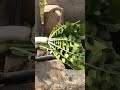 Using hand pump to wash the radishes