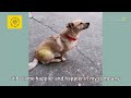 The pregnant stray dog, injured by a car, lies by the roadside unnoticed, Dog：Please help me!
