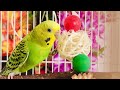 Happy parakeet sounds, budgie sounds, Cat TV, Birds for cats to watch #budgies #parakeet #parrot