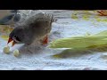 Funny Zebra Finches & Shorebird HUNAKAI - Snaderling 🐦🐦Hawaii