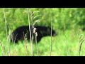 Alligator River National Wildlife Refuge - A very well fed black bear. 6-29-23