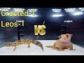 Crested Gecko VS Leopard Gecko-Which Is The Better Pet?