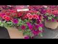 WA 5.17.24_Calibrachoa, Basil, Browalia, Petunia, Lantana, Spring Annuals