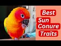 Sun Conure Food | What to Feed Your Parrot