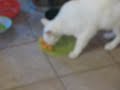 Melon Eating Cat