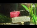 I recruit 2 Loach species to eradicate snail infestation. UNBELIEVABLE RESULTS. NOT CLICKBAIT.