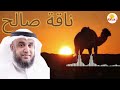 كيف خلقت ناقة نبي الله صالح عليه السلام وما علاقتها بقوم ثمود، أروع القصص