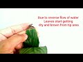 why plant leaves turn brown and dry on the ends