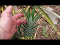 What Happens To Ripe Pineapple Left On Stalk