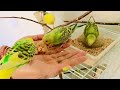 Happy Parakeet sounds, budgies chirping, Birds for cats to watch, Cat TV #budgies #parakeet #parrot