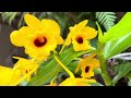 Dicas de Cultivo  ~Dendrobium Chrysotoxum e Fimbriatum , como identificar a diferença entre os dois?