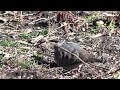 Mourning Doves: Eating and Trying Not to Get Eaten (super slomo!) NARRATED