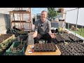 How to plant Dahlias from seed and tubers!