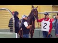 Exaggerator in the Paddock - Santa Anita Derby