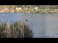 Taking a Break Along the Trail | Water Birds Mountains Meadows and Traffic Alamosa, Colorado