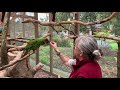 Today I show you our Macaw Aviary