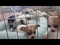 6 week Chihuahua puppies