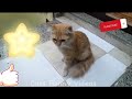 Funny DOGS,Funny CATs Videos2024-Funniest Animals Videos-😹-Don't try to hold back Laughter😺 part 60