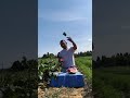 Sandia 🍉#watermelon #sandia #campo #reels #スイカ #photooftheday #bluesky #relaxing #asmr