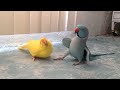 Indian Ringnecks Talk and Dance with Each Other || ViralHog