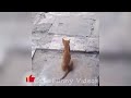 ANIMALS funny moments 😂Try Not To Laugh Dogs And CATS Best Funniest Animals 2024🐾 part 81