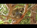 Mommy vervet monkey eating some mango