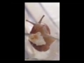 snail enjoys potato