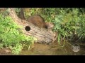 Polecat (Wild Ferret) vs Snake | Express Documentary