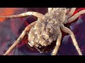 Adorable Wolf Spider with Her Spiderlings
