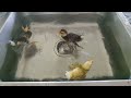 3-day-old ducklings diving underwater