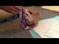 WE GOT A PUPPY!! || English Bulldog Puppy