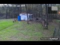 A bobcat got after the chickens today at 11:00 in the morning.