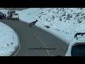 Wolf Hunts Elk in the Road in Yellowstone!