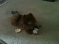 Pomeranian Hershey playing