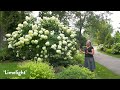 Comparing 4 Different “Lime” Hydrangeas - Which is BEST for you?