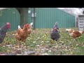 Chicken Feeding