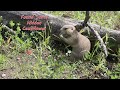 Prairie Dogs at Parc Omega