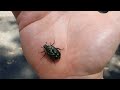 Friendly Beetles