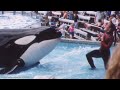 The Life of Tilikum the Whale | A Short Documentary | Fascinating Horror