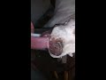 Pit bull with long tongue really funny