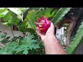 Os melhores adubo orgânico para pitaya