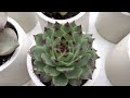 CHRISTMAS SUCCULENT GIFT IDEAS (Save money, give succulents as gifts)