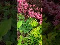 May '24 Front Garden Deer Proofed Fence - Jack in Pulpit, Irises, Heucheras, Hostas, #garden