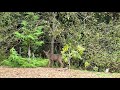 Singing to a deer.