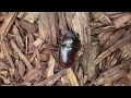 Female elefante stag beetle