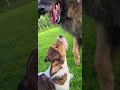 Dogpack helps socializing 16 week old bully pup🤩🐾 #goodmanners